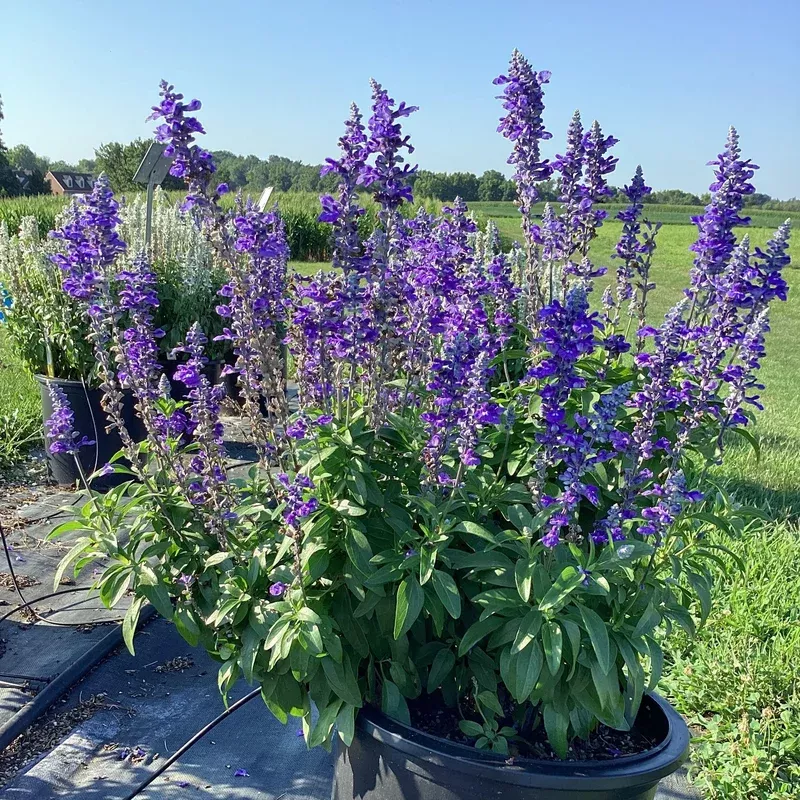 salvia-farinacea-blue-lagoon-sallyfun-blue-lagoon-salvia Salvia farinacea ‘Blue Lagoon’ ~ Sallyfun Blue Lagoon Salvia