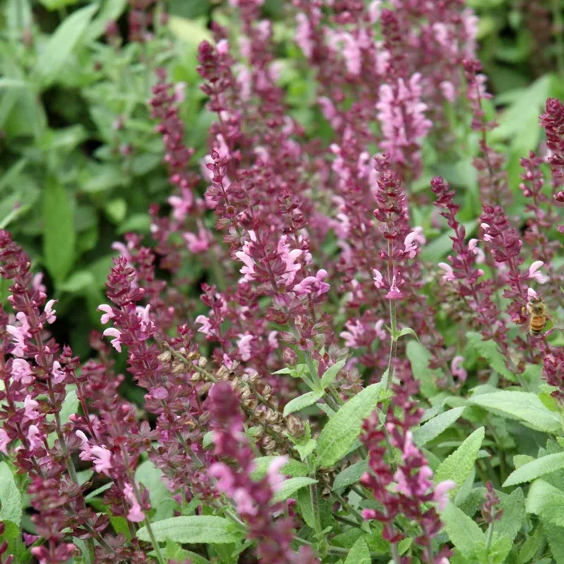 salvia-sally-jumbo-pink SALVIA SALLY JUMBO PINK