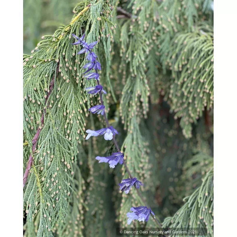 salvia-x-phyllis-fancy-phyllis-fancy-sage Salvia x ‘Phyllis Fancy’ Phyllis Fancy Sage