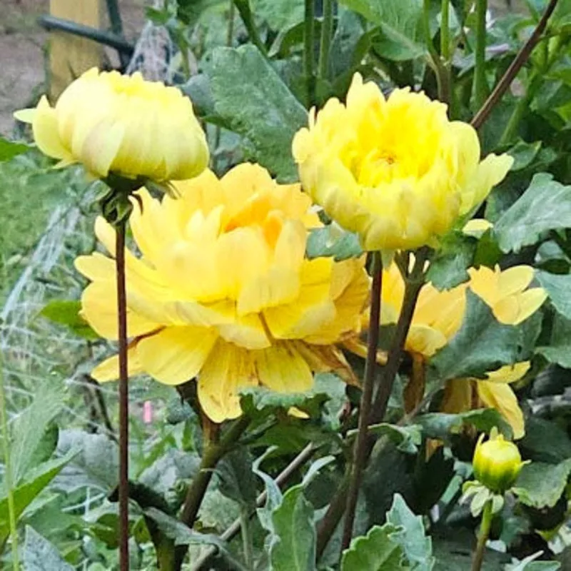 Sandia Joy Tuber