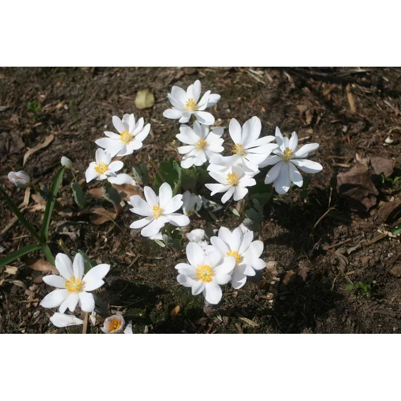 sanguinaria-canadensis-bloodroot Sanguinaria canadensis Bloodroot
