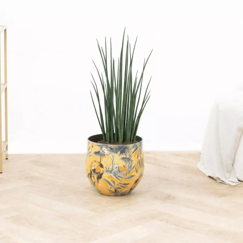 sansevieria-mikado-80-cm Sansevieria Mikado – 80 cm