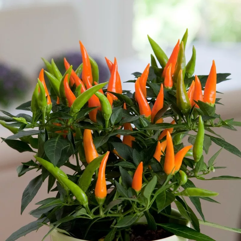 santos-orange-ornamental-pepper-capsicum ‘Santos Orange’ Ornamental Pepper (Capsicum)