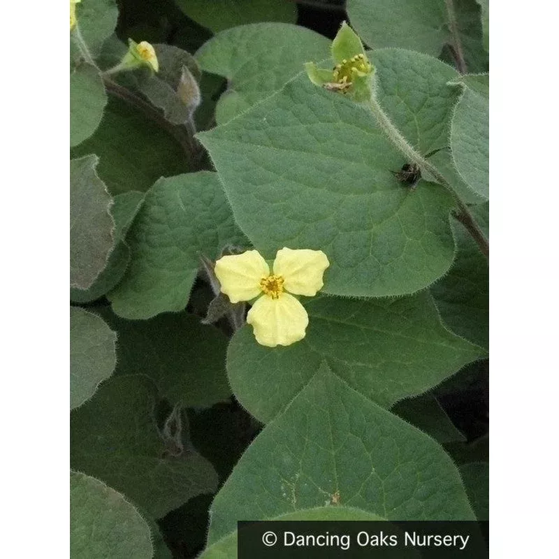 saruma-henryi-upright-wild-ginger Saruma henryi Upright Wild Ginger