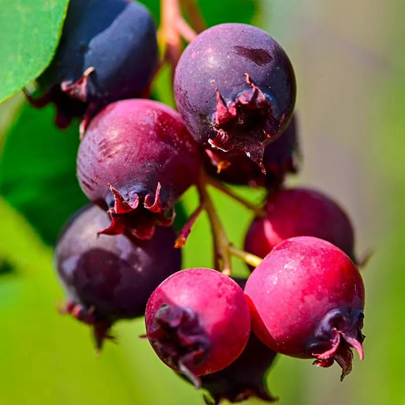 saskatoon-blueberry Saskatoon Blueberry