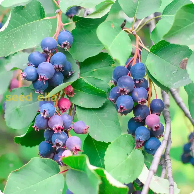 saskatoon-fruit-seeds-planting-grow-your-own-berries Saskatoon Fruit Seeds for Planting – Grow Your Own Berries