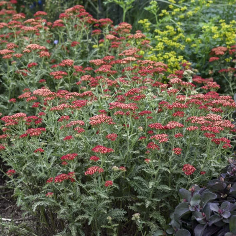sassy-summer-sangria-yarrow-achillea ‘Sassy Summer Sangria’ Yarrow (Achillea)