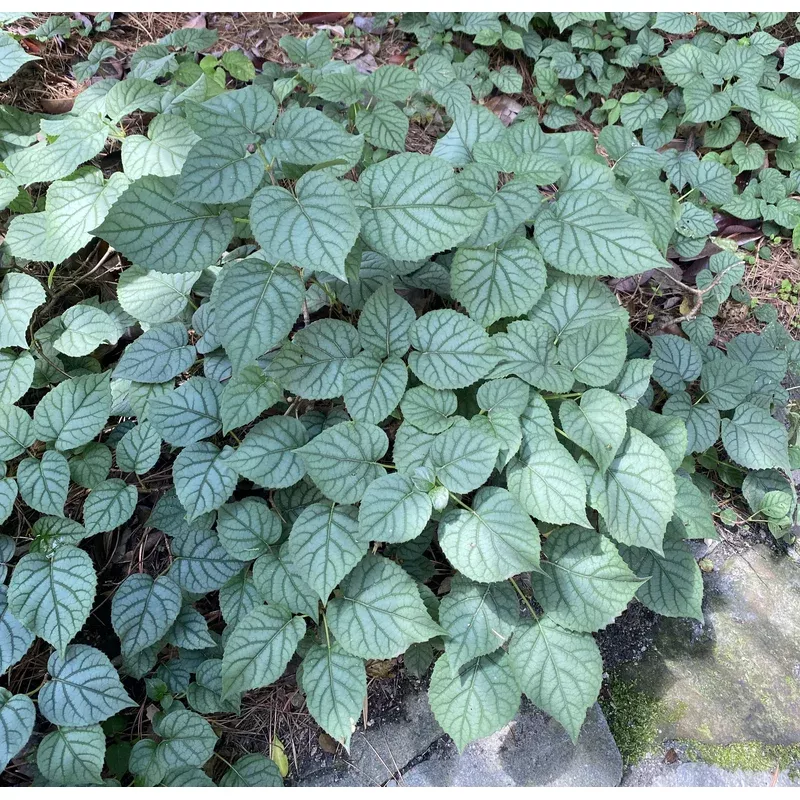 schizophragma-hydrangeoides-moonlight-japanese-hydrangea-vine Schizophragma hydrangeoides ‘Moonlight’ Japanese Hydrangea Vine