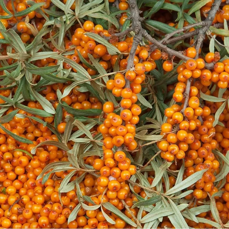 seabuckthorn-hippophae-rhamnoides-seeds Seabuckthorn (Hippophae rhamnoides) Seeds