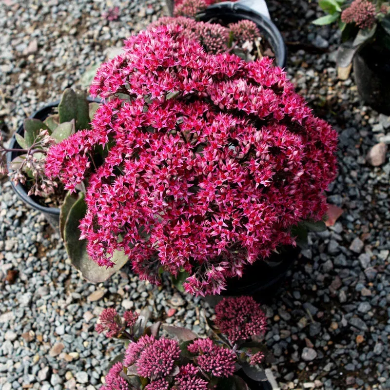 sedum-dynomite SEDUM DYNOMITE