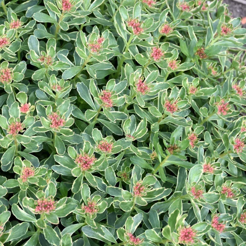 sedum-kamtschaticum-variegatum SEDUM KAMTSCHATICUM VARIEGATUM