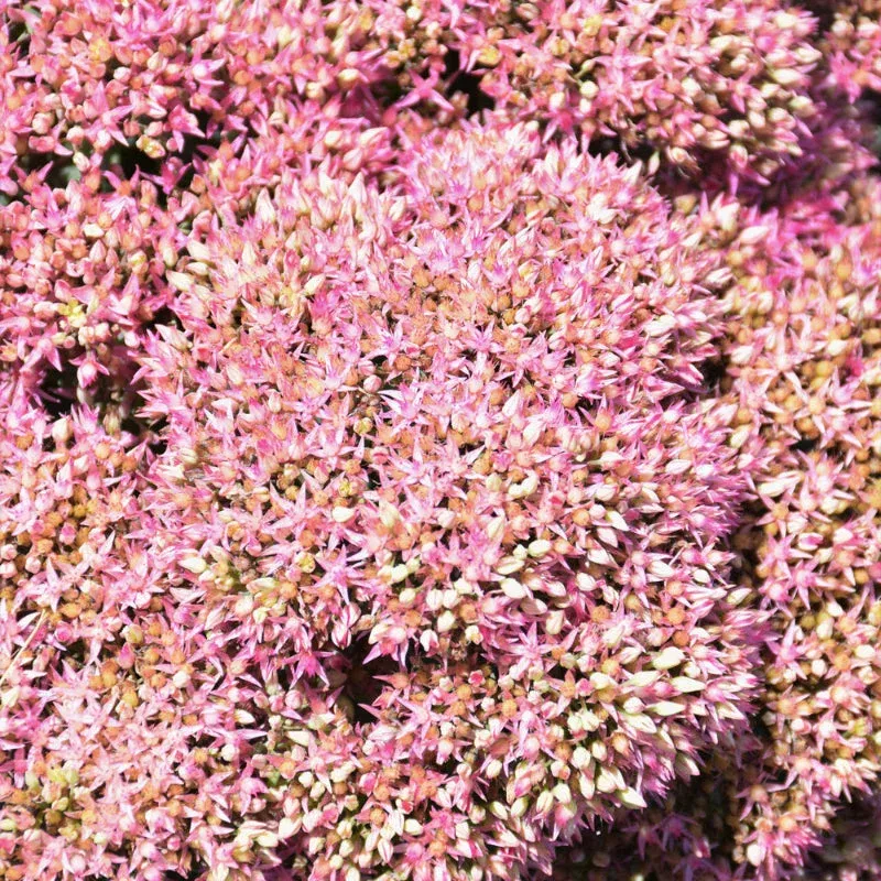 sedum-powderpuff SEDUM POWDERPUFF