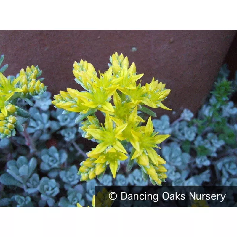sedum-spathulifolium-cape-blanco-stonecrop Sedum spathulifolium ‘Cape Blanco’ Stonecrop