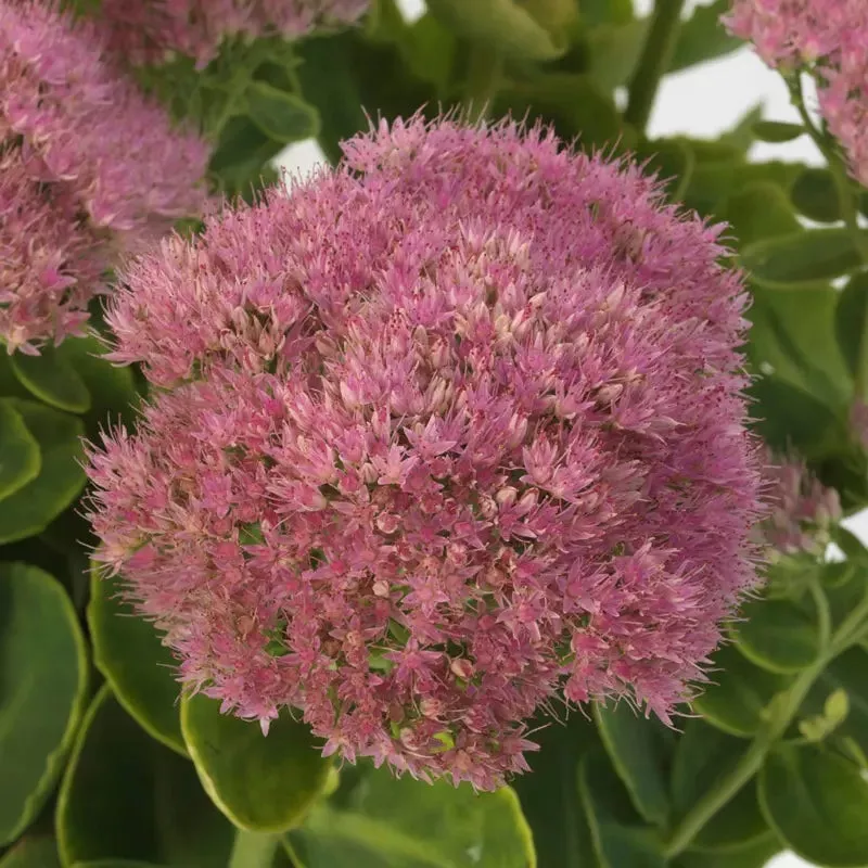 sedum-spectacular Sedum Spectacular