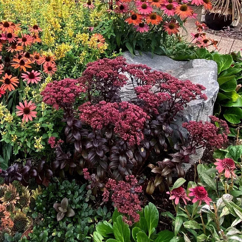 sedum-telephium-dark-magic-pp-27619-monrovia-dark-magic-sedum Sedum telephium ‘Dark Magic’ PP #27619 ~ Monrovia Dark Magic Sedum