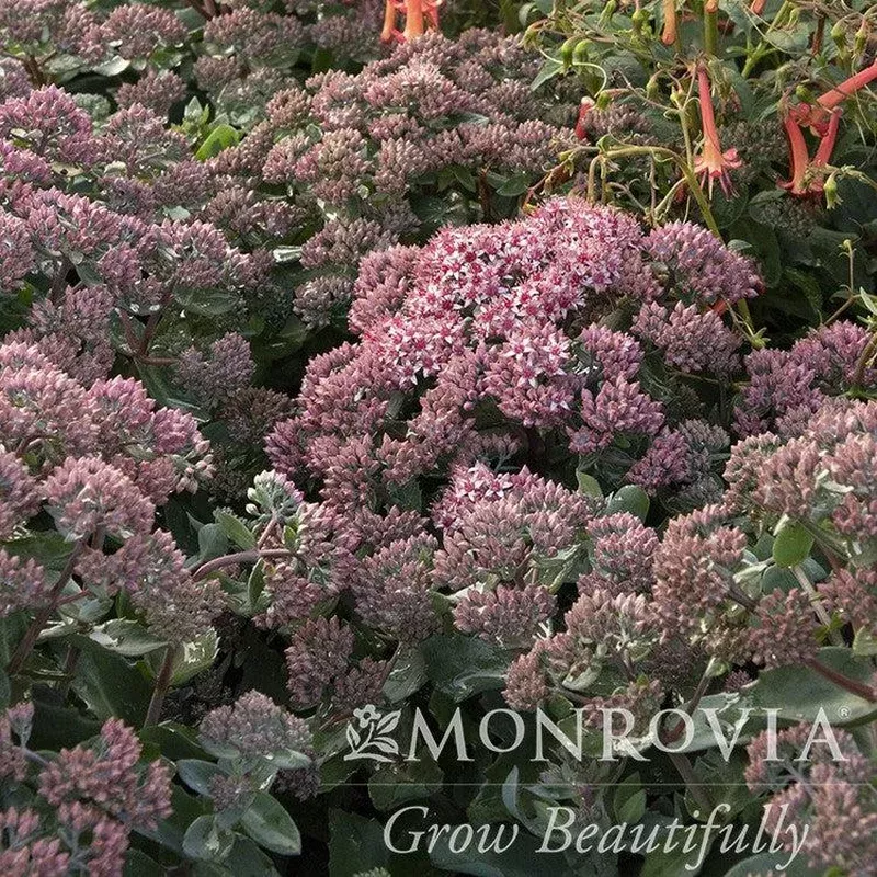 sedum-tnsedeei-monrovia-evolution-emerald-ice-sedum Sedum ‘TNSEDEEI’ ~ Monrovia Evolution Emerald Ice Sedum