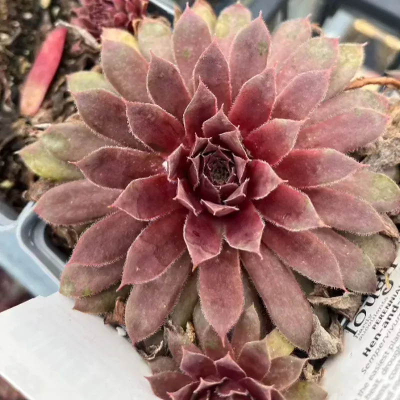 sempervivum-centennial SEMPERVIVUM CENTENNIAL