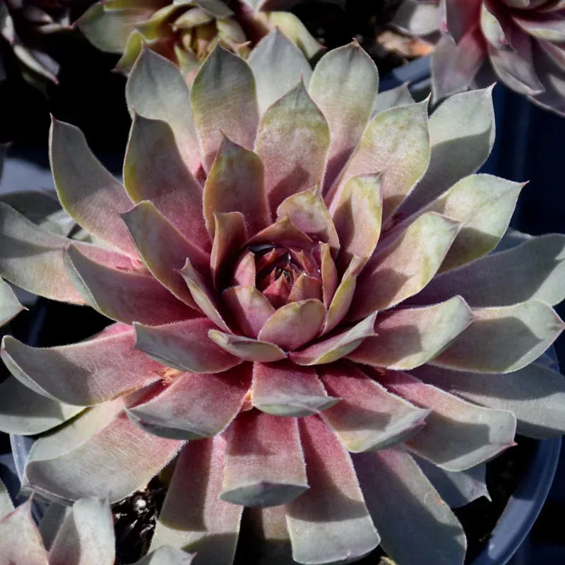 sempervivum-steel-appeal SEMPERVIVUM STEEL APPEAL