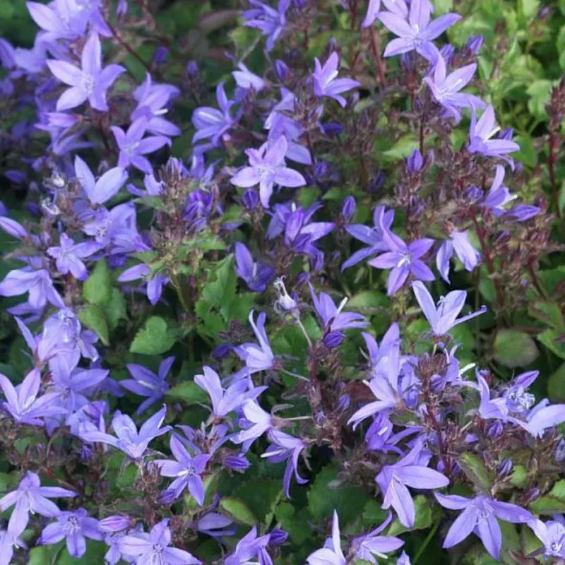 serbian-bellflower Serbian Bellflower