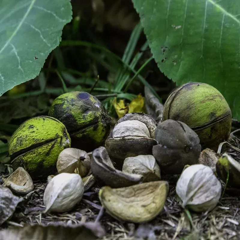 shagbark-hickory-carya-ovata-seeds Shagbark Hickory (Carya ovata) Seeds