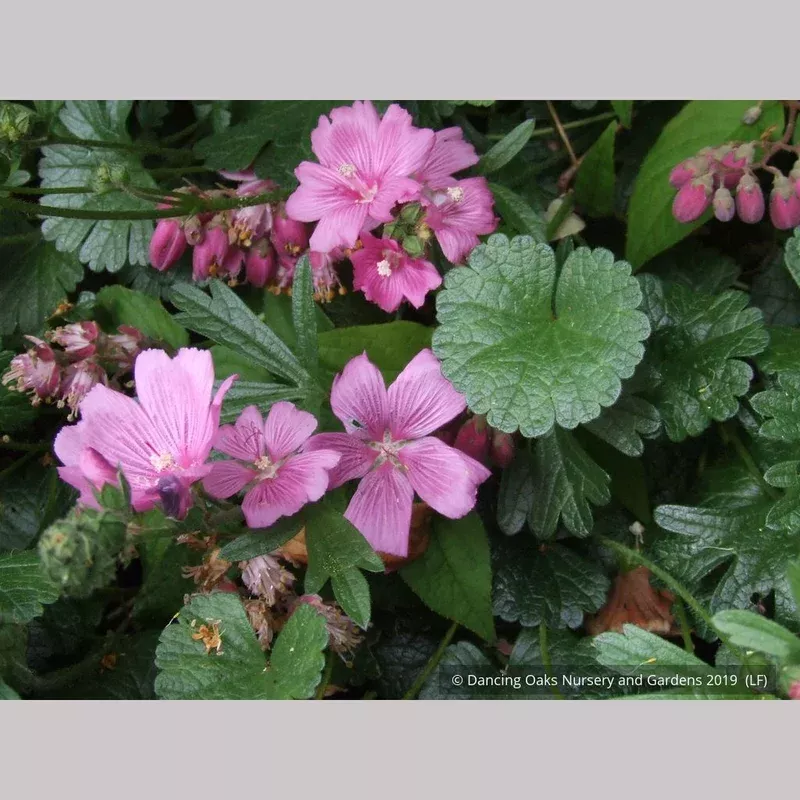 sidalcea-malviflora-palustre-false-mallow Sidalcea malviflora ‘Palustre’ False Mallow