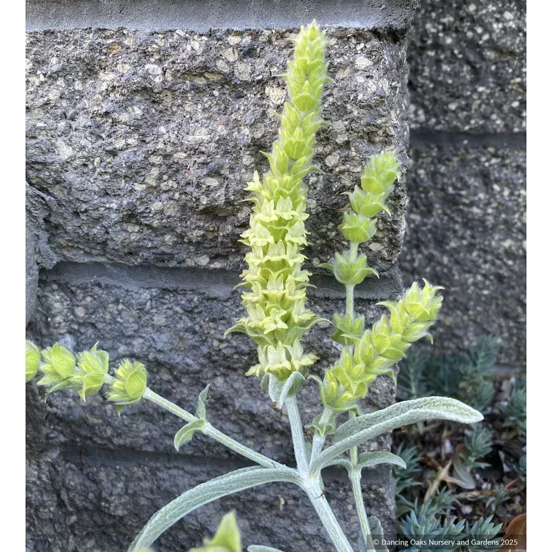 Sideritis syriaca Greek mountain tea