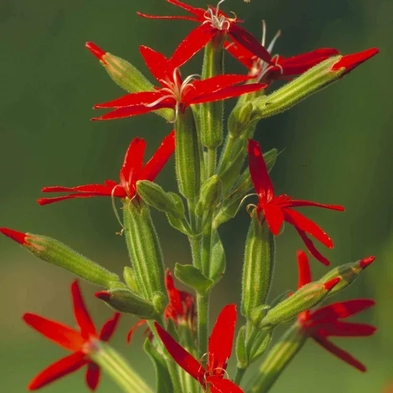 silene-regia-catchfly Silene regia Catchfly