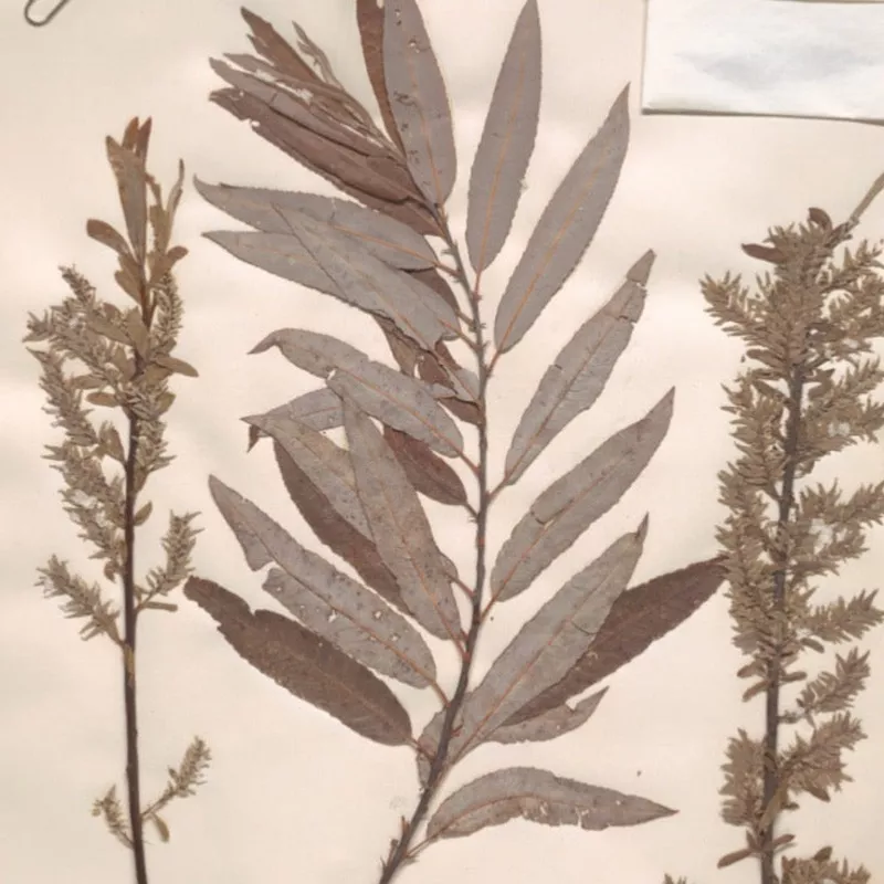 silky-willow-salix-sericea Silky Willow (Salix sericea)