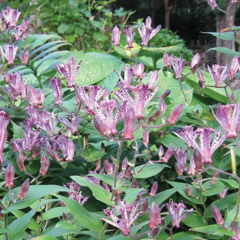 sinonome-toad-lily-tricyrtis ‘Sinonome’ Toad Lily (Tricyrtis)