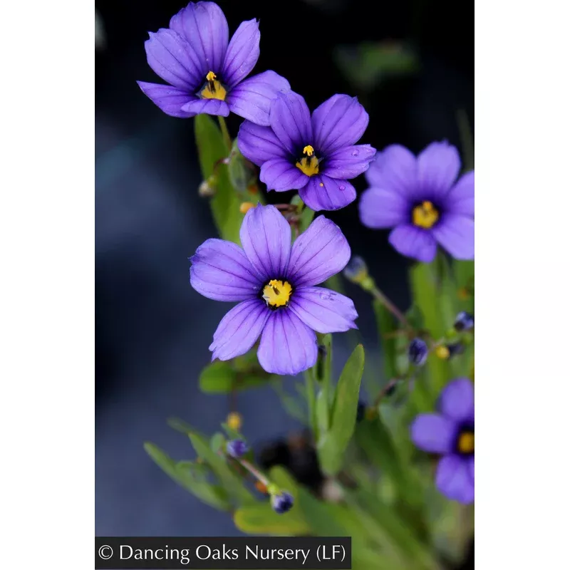 sisyrinchium-bellum-rocky-point-blue-eyed-grass Sisyrinchium bellum ‘Rocky Point’ Blue-Eyed Grass