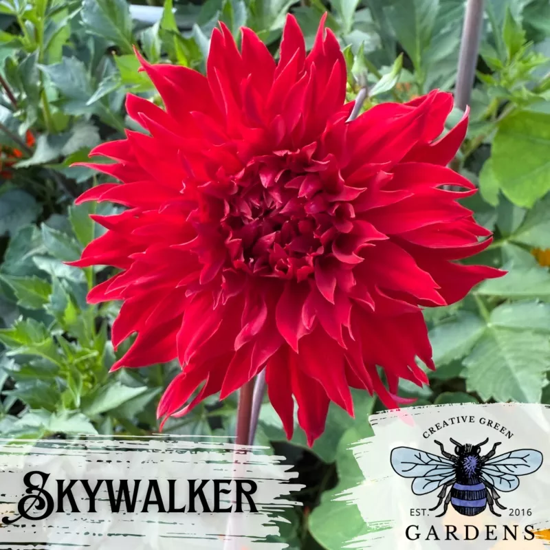 skywalker-dahlia-tuber-five-pack Skywalker Dahlia Tuber Five Pack