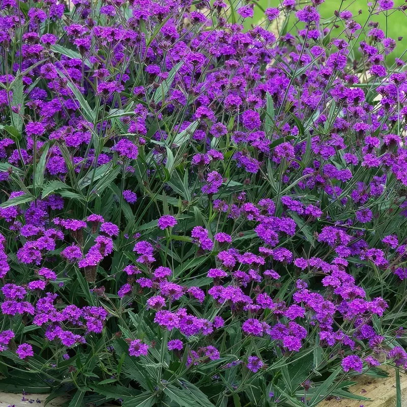 slender-vervain-verbena-rigida Slender vervain Verbena rigida