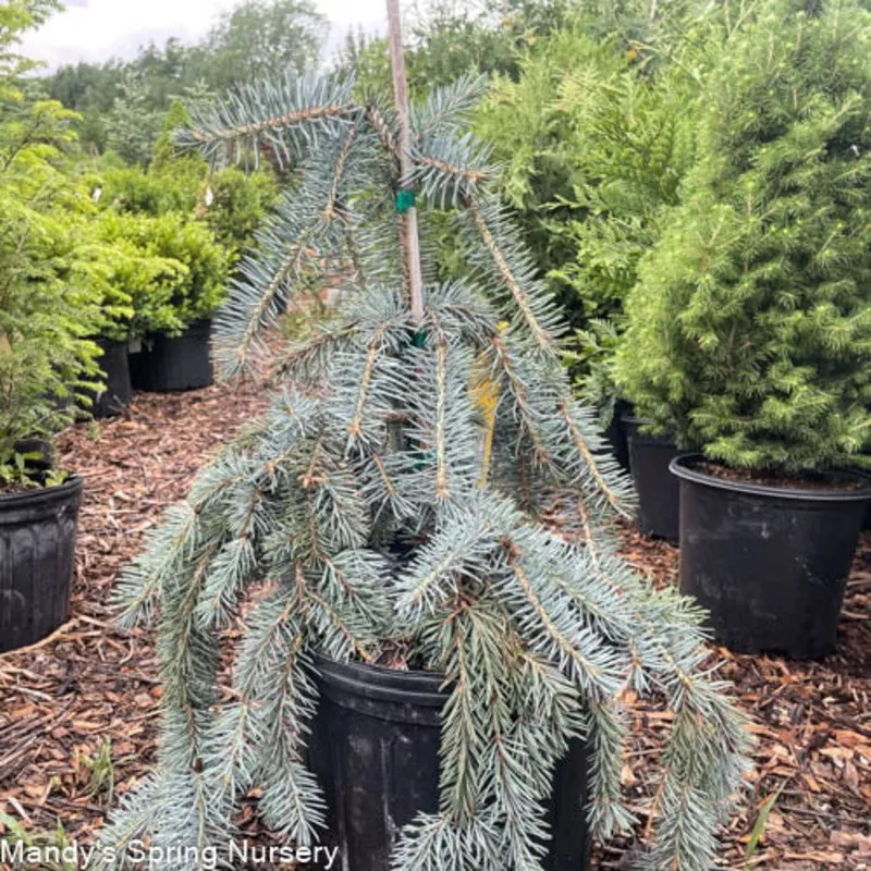 slenderina-weeping-blue-spruce-picea-glauca-slenderina-pendula Slenderina Weeping Blue Spruce | Picea glauca Slenderina Pendula