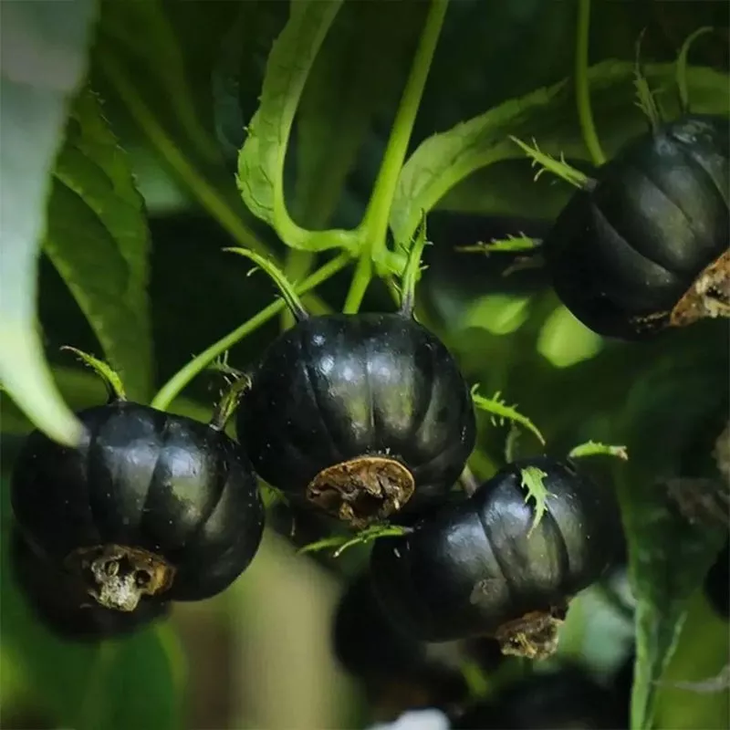 Small Version Of Pumpkin-Red Ginseng Seeds
