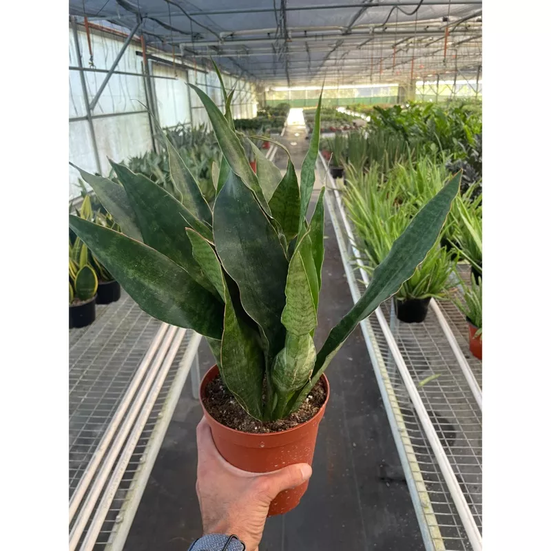 Snake Plant ‘Jaboa’