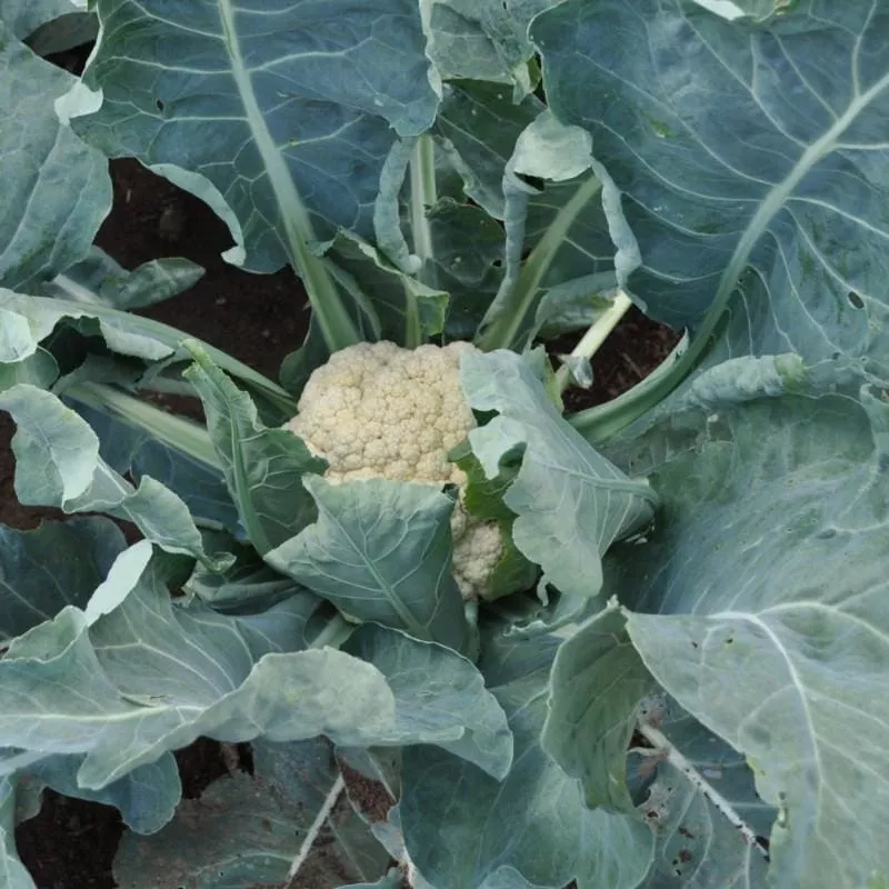 snow-crown-cauliflower-f1-hybrid-53-days Snow Crown Cauliflower (F1 Hybrid 53 Days)