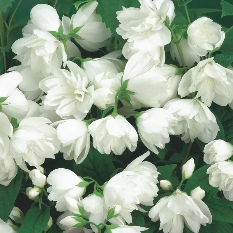 snowbelle-mock-orange-philadelphus-3-gallon-potted-shrub Snowbelle Mock Orange (Philadelphus) – 3 Gallon Potted Shrub