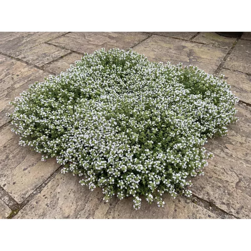 snowdrift-wild-thyme Snowdrift Wild Thyme