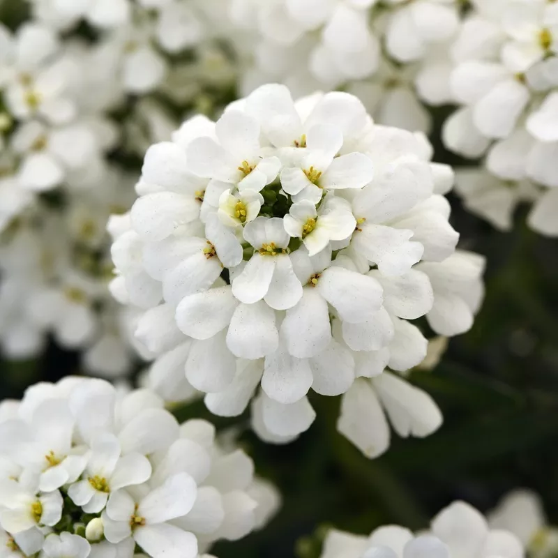 snowsation-candytuft-iberis ‘Snowsation’ Candytuft (Iberis)