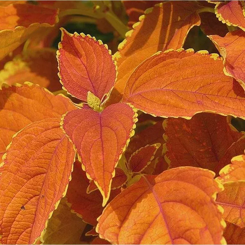 solenostemon-scutellarioides-rustic-orange-rustic-orange-coleus Solenostemon scutellarioides ‘Rustic Orange ~ Rustic Orange Coleus