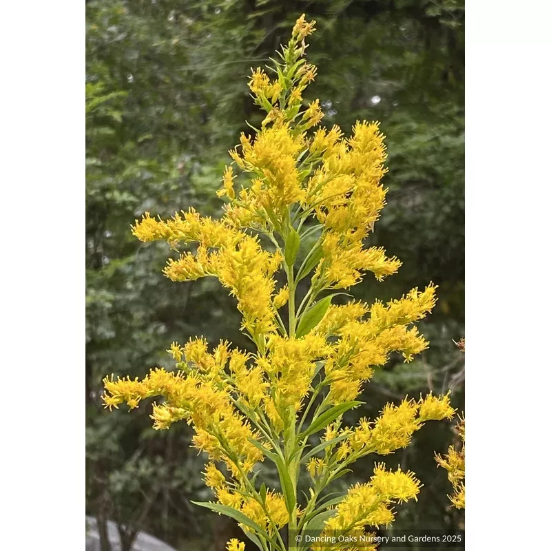 solidago-gigantea-giant-goldenrod Solidago gigantea Giant Goldenrod
