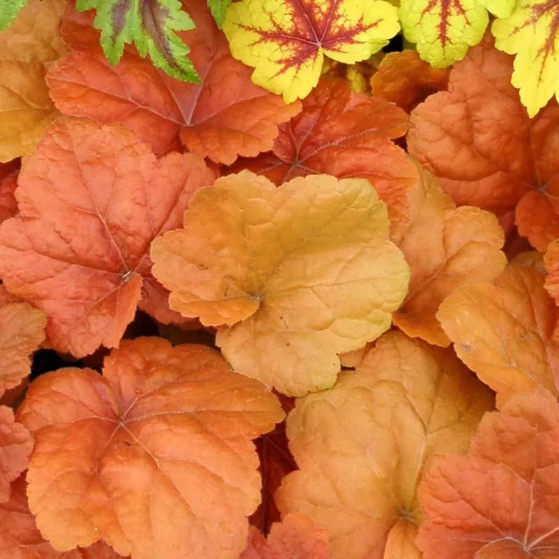 southern-comfort-coral-bells-heuchera ‘Southern Comfort’ Coral Bells (Heuchera)