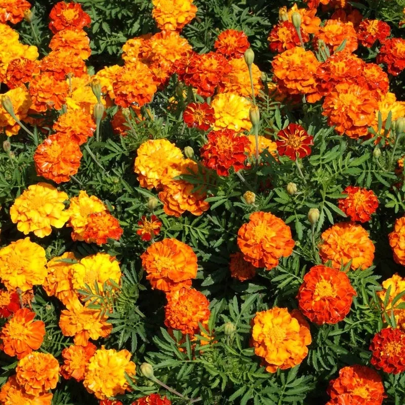 sparky-mix-marigold-seeds ‘Sparky Mix’ Marigold Seeds