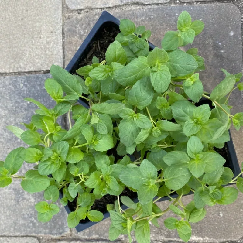 spearmint-2-plant Spearmint 2″ plant