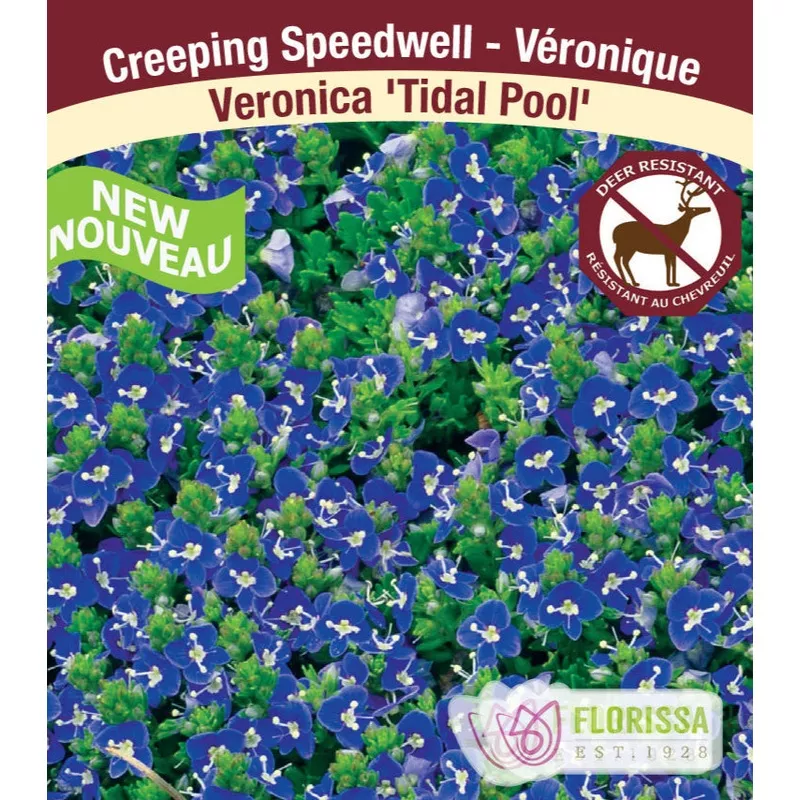 speedwell-tidal-pool-1-pack Speedwell – Tidal Pool, 1 Pack