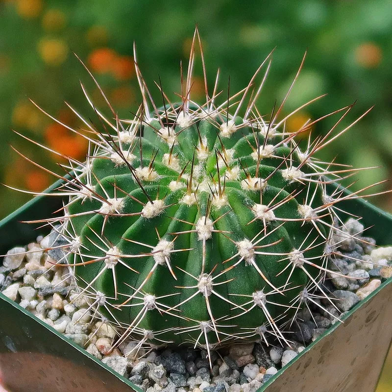 spiny-lilac-flower-cactus-acanthocalycium-violaceum Spiny Lilac Flower Cactus – Acanthocalycium violaceum