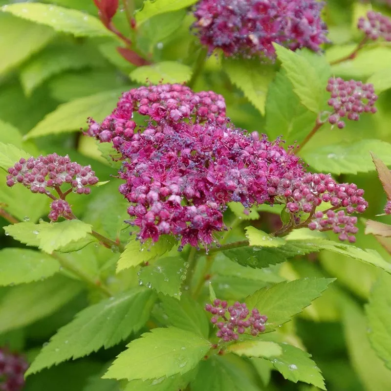 spiraea-double-play-dolly-spirea Spiraea Double Play Dolly Spirea