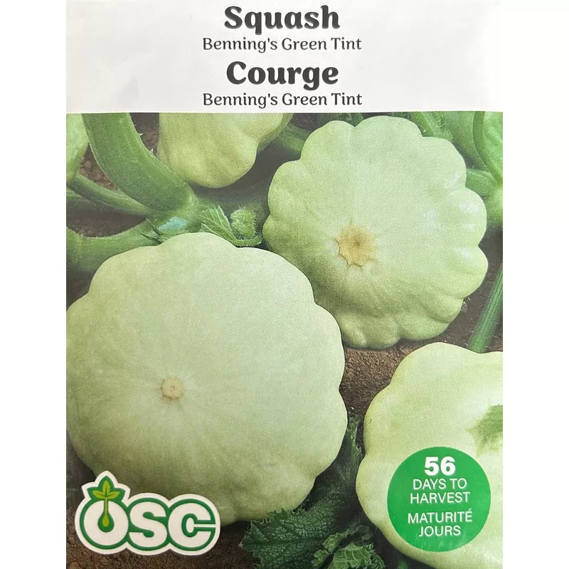 squash-benning-s-green-tint-seeds Squash – Benning’s Green Tint (Seeds)