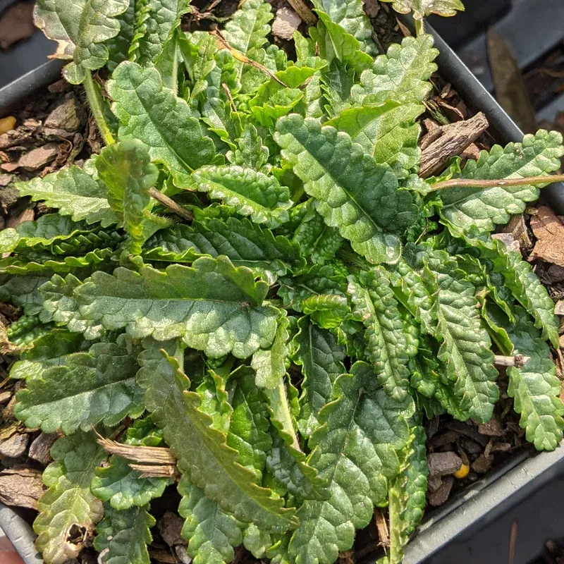 stachys-minima-betony Stachys minima Betony