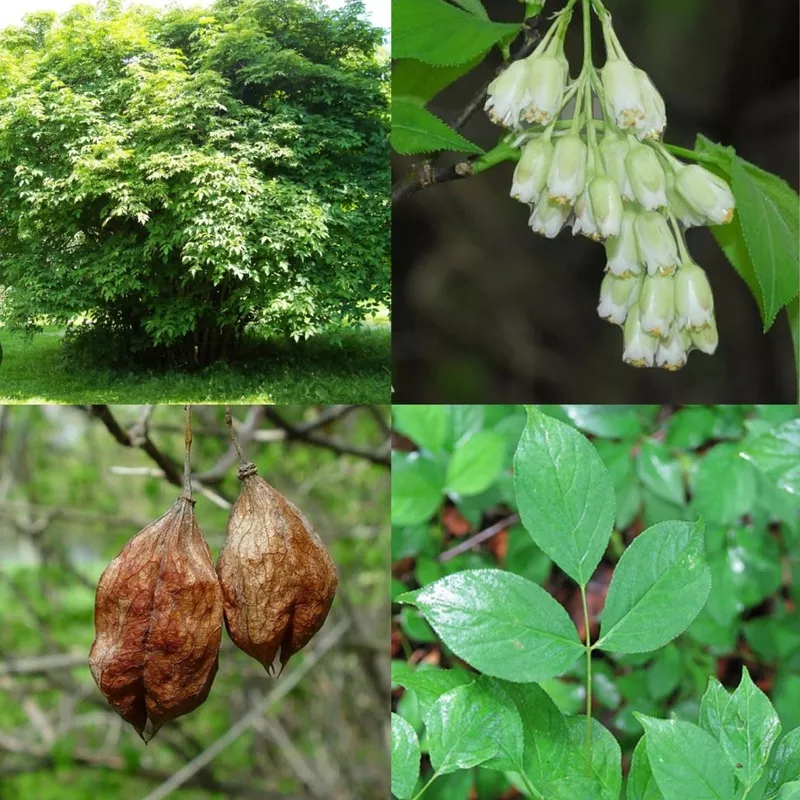 staphylea-trifolia-3 Staphylea trifolia #3